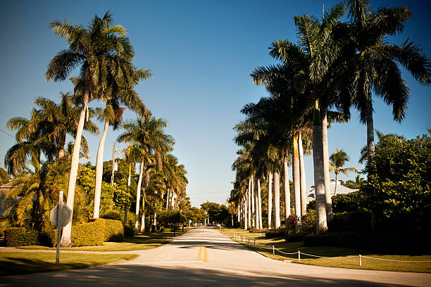 Palm tree lined street in Florida Wealth neighbourhood in Fort Myers Florida USA fort myers stock pictures, royalty-free photos & images