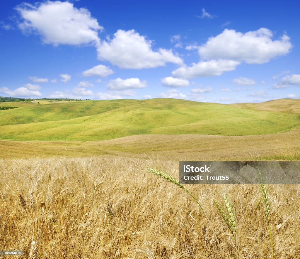 Paysage en Toscane - Photo de Blanc libre de droits