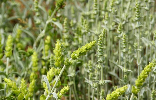 istock Greek Mountain Tea blossoms - Sideritis Syriaca 184268258