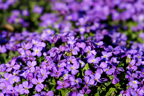 Aubrieta-Cultivars flowers.Please see more similars pictures of my Portfolio.Thank you!