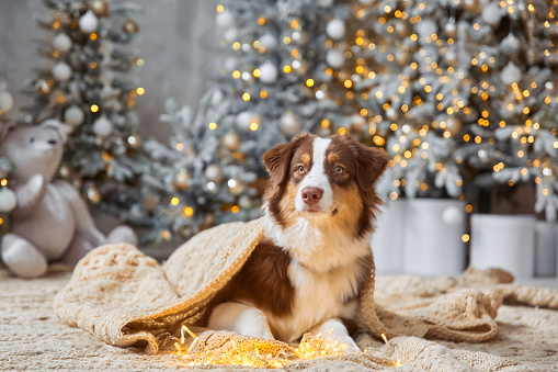 Close-up portrait of a tri-colored Australian Shepherd against a background of light fir trees and garlands of Christmas lights indoors. The shepherd lies on a woolen blanket and looks at the owner.