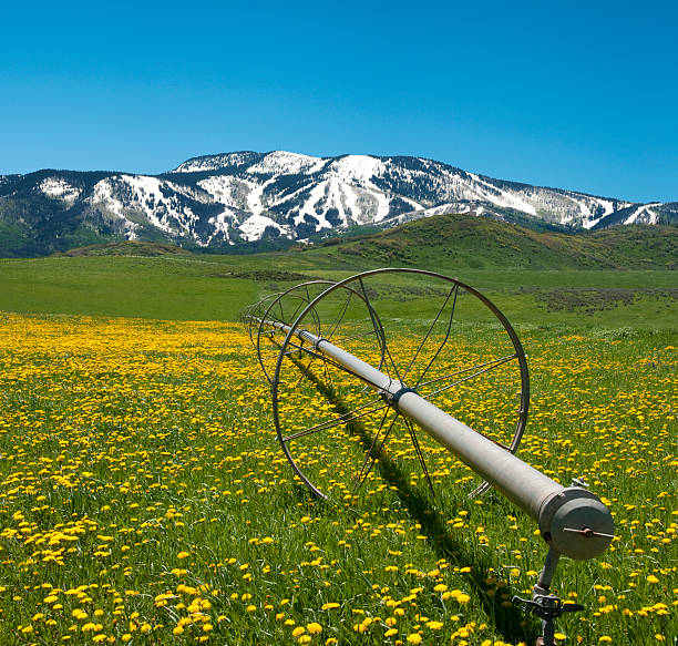 printemps dans les montagnes rocheuses - dandelion snow photos et images de collection