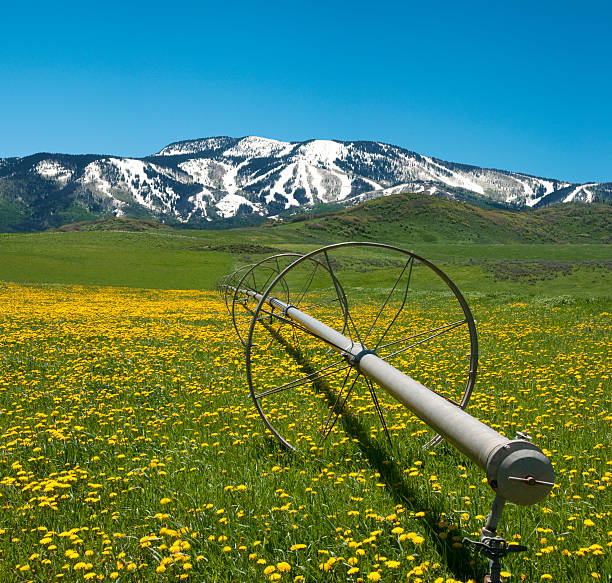 Springtime In The Rockies "A farm field near Steamboat Springs Colorado bursting with spring color, while snow still covers the ski slops in the background." steamboat springs photos stock pictures, royalty-free photos & images