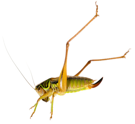jumping grasshopper