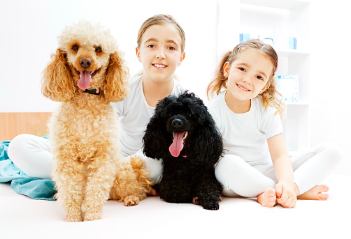 Two Cute Little Girls, sisters, having fun with their pets, two medium poodles, 9 years old girl and 4 years old girl