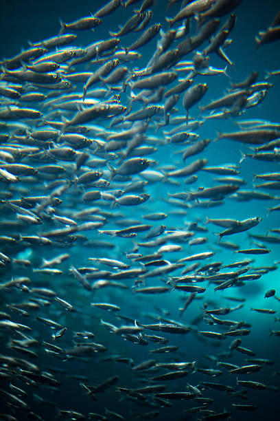 A school of anchovies swimming underwater.
