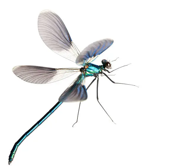 Photo of flying dragonfly