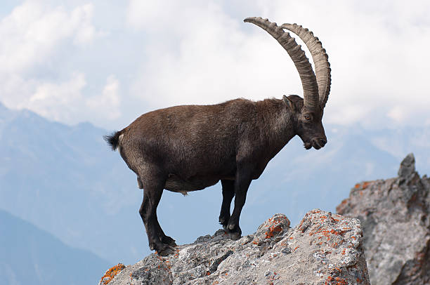 Stambecco su una roccia - foto stock