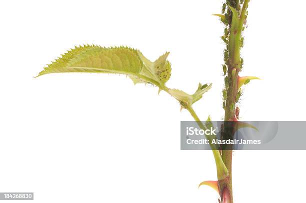 Aphids ます - アブラムシのストックフォトや画像を多数ご用意 - アブラムシ, 植物 バラ, 白背景