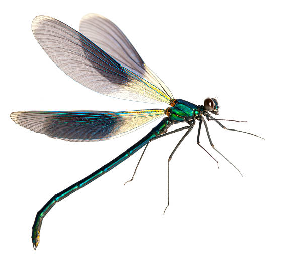 flying dragonfly stock photo
