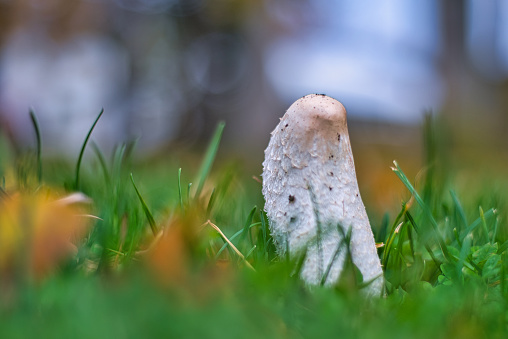 Close-up of a wild mushroom in a grassy field with soft focus background.