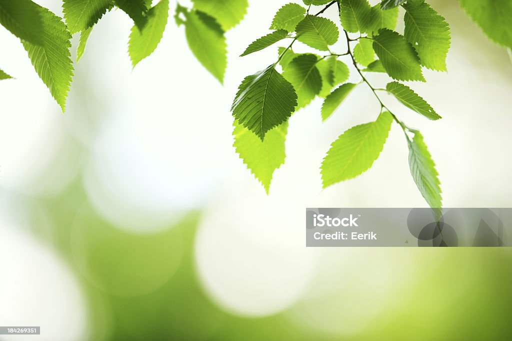 Fresco y hojas verdes - Foto de stock de Aire libre libre de derechos