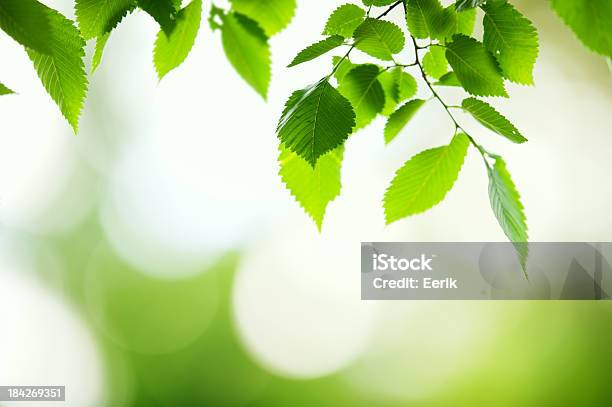 신선한 녹색 잎 0명에 대한 스톡 사진 및 기타 이미지 - 0명, 계절, 나무