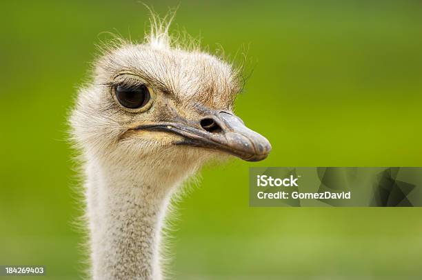 Closeup Da Cabeça De Uma Avestruz Fotografia - Fotografias de stock e mais imagens de Avestruz - Avestruz, Alto - Descrição Física, Animal