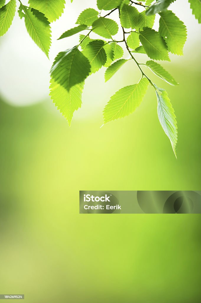 Fresco y hojas verdes - Foto de stock de Aire libre libre de derechos