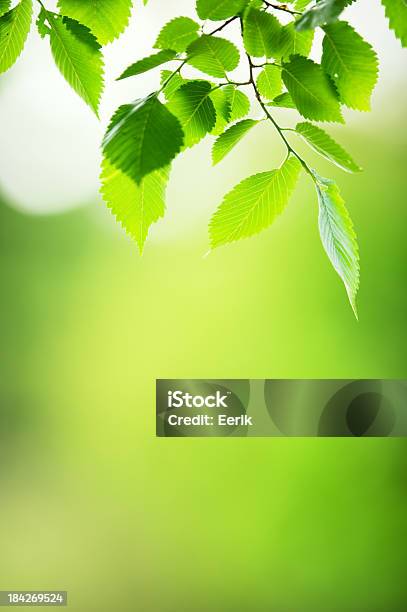 Fresco Y Hojas Verdes Foto de stock y más banco de imágenes de Aire libre - Aire libre, Belleza de la naturaleza, Boscaje