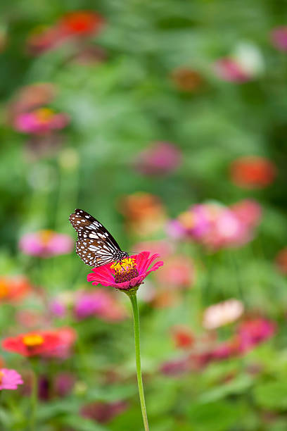 istock Paper Kite butterfly on a wild flower. 184269543