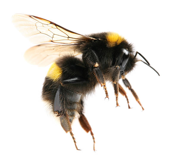 moscardón - bee macro insect close up fotografías e imágenes de stock