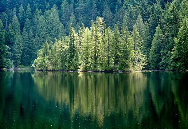 "Gorgeous rain forest reflection in mountain lake.Abbotsford, BC, Canada"