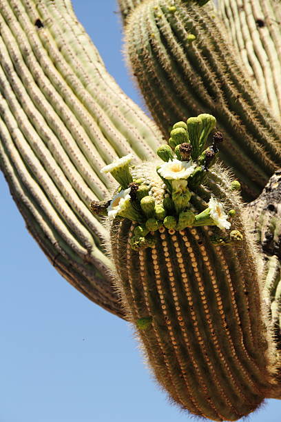 istock Cactus Giant Saguaro Flower 184270112