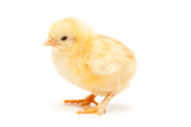 pequena frango - chicken isolated yellow young animal imagens e fotografias de stock
