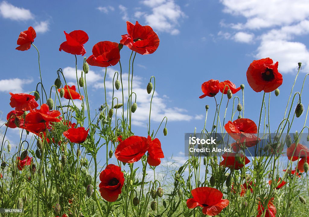 poppies rojo - Foto de stock de Aire libre libre de derechos