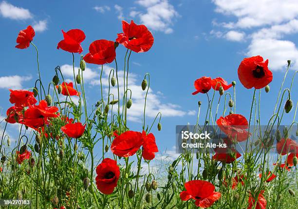 Rosso Poppies - Fotografie stock e altre immagini di Ambientazione esterna - Ambientazione esterna, Blu, Campo
