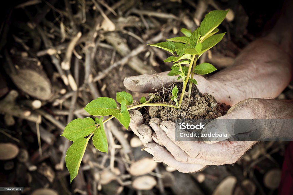 Mãos segurando uma nova pequena Árvore - Royalty-free Adulto Foto de stock