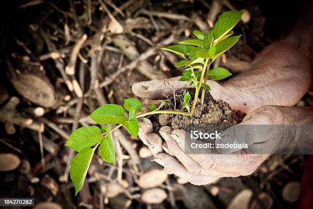 Mãos Segurando Uma Nova Pequena Árvore - Fotografias de stock e mais imagens de Adulto - Adulto, Agricultor, Agricultura