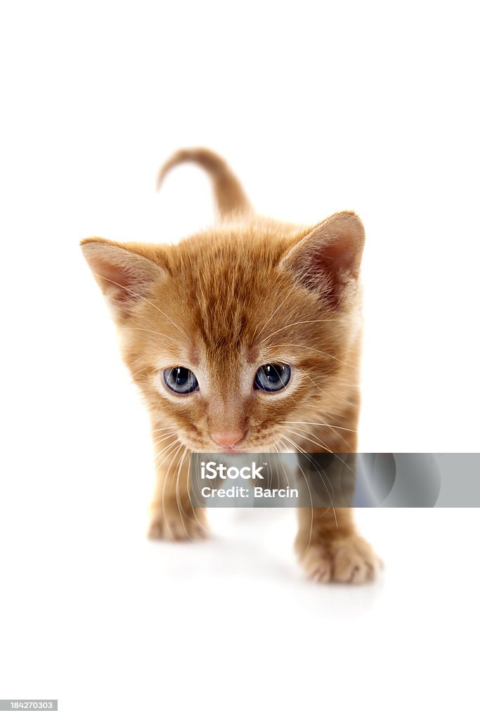 Tabby pequena um gatinho no fundo branco - Foto de stock de Figura para recortar royalty-free