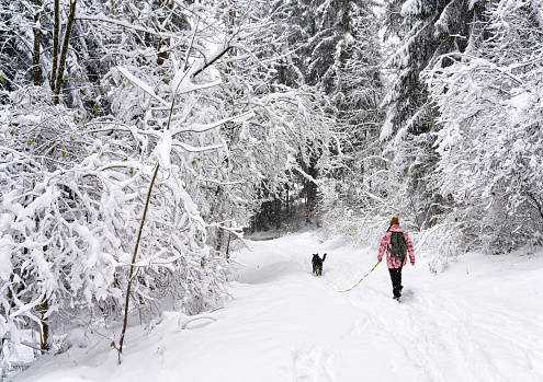 Walking in a snowy forest with my dog on a snowy day.