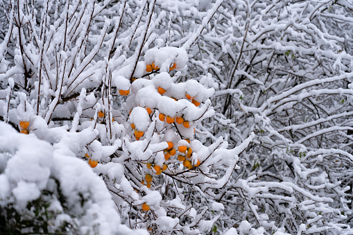 the first snow covers the winter fruits. persimmons.