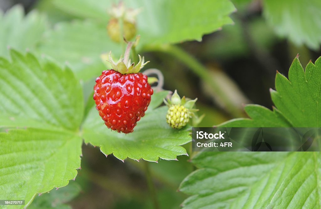 Wild cresciuta legno fragole (Fragaria vesca - Foto stock royalty-free di Alimentazione sana