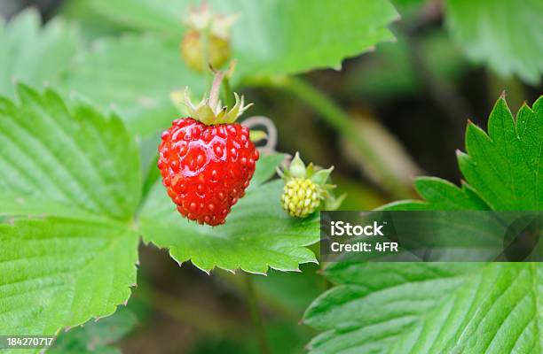 Wild Cresciuta Legno Fragole Fragaria Vesca - Fotografie stock e altre immagini di Alimentazione sana - Alimentazione sana, Ambientazione esterna, Austria