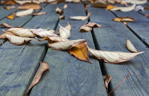 Autumn fallen leaves on wooden deck