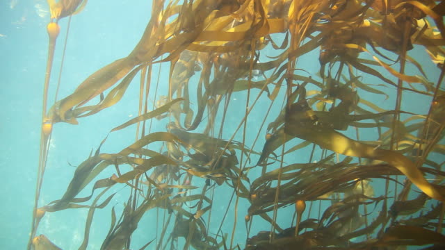 Kelp