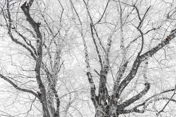 Bare winter trees with lot of branches completely covered with white fluffy snow as background or wallpapers. Natural winter background. Horizontal format. Soft focus.