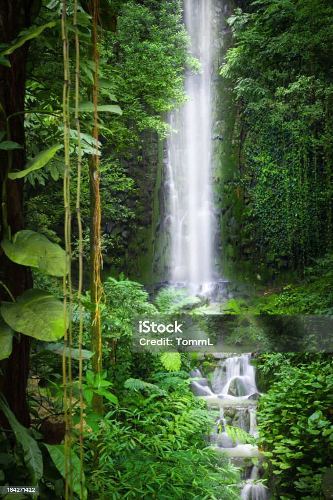 Queda de água na selva - Royalty-free Cascata Foto de stock