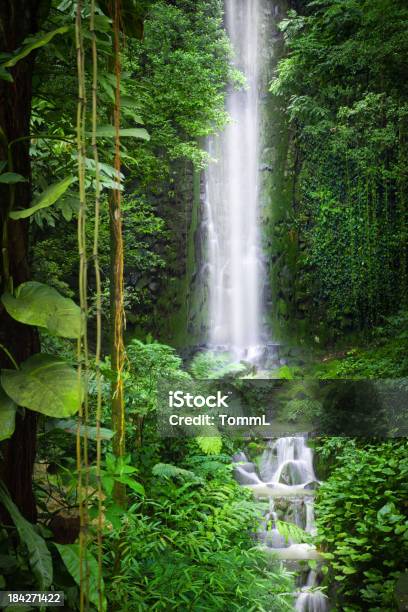 Queda De Água Na Selva - Fotografias de stock e mais imagens de Cascata - Cascata, Floresta Tropical, Floresta pluvial