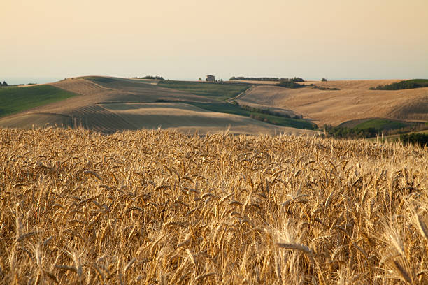 istock Summer landscape in the Marches 184271656