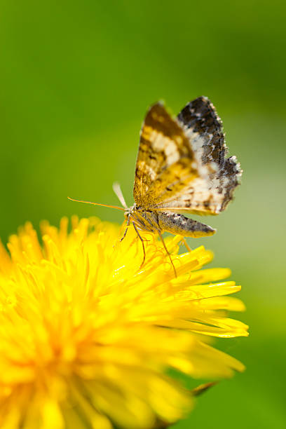istock Little butterfly on Dandelion 184271694