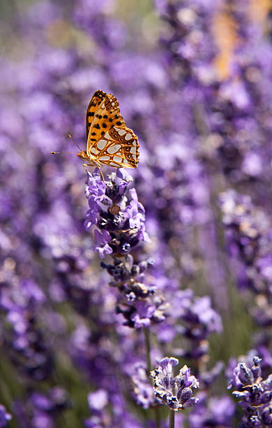 istock butterfly in lavender field 184271780
