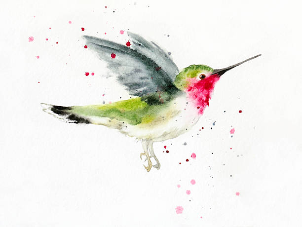 Hovering Hummingbird "Photographed and created by me, Sandy Sandy, this hummingbird illustration has minimal post processing and shows off the texture of the paper and the granular imperfections of natural pigments. Interesting color transitions flow and mingle in an soft organic way, like nature itself and only translucent watercolor paint can. This image was painted with real water, synthetic brushes and tube watercolors on handmade, cotton rag paper." hummingbird watercolor stock illustrations