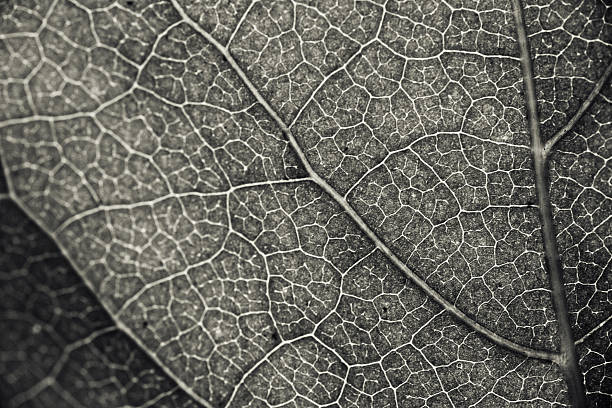 istock Macro plant detail 184271924