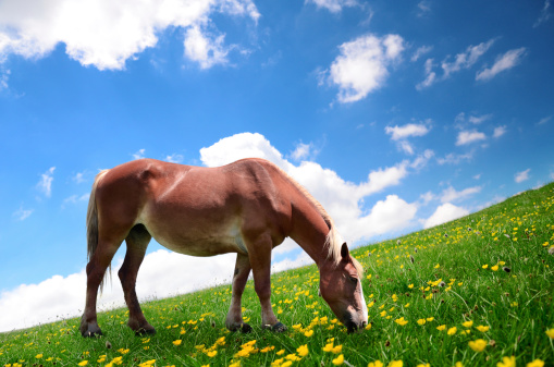 Horse in a mountain field