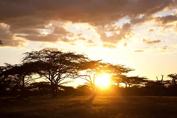Acacia-tree in the Serengeti Nationalpark Tanzania Sunbeams   behind a cloud. Typical scenery for african savanna and landscape. Feeling of  Safari.