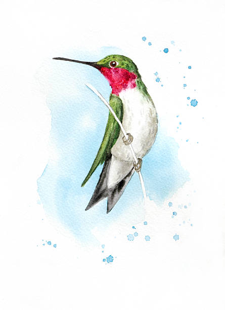 Alert Perched Hummingbird vector art illustration