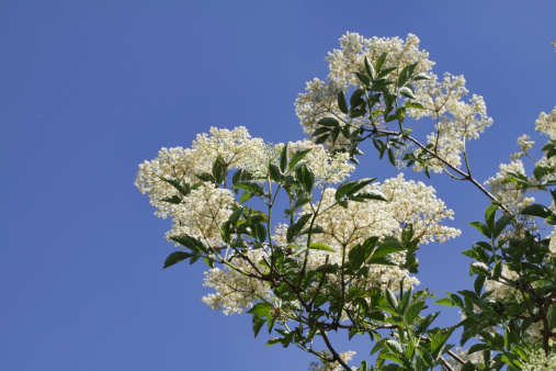 Tea tree blossom in Fujian province, China