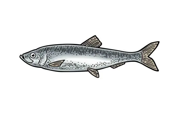 Vector illustration of Whole fresh fish herring. Vector engraving vintage