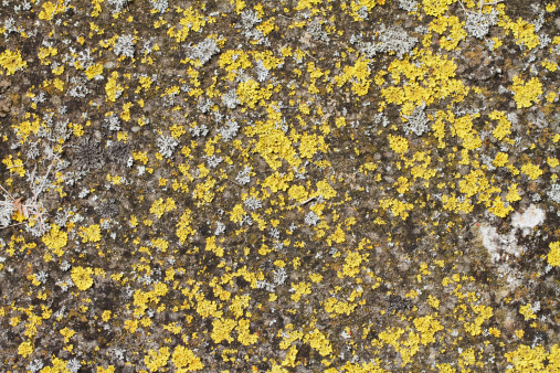 Evenly-distributed splatter of multi-coloured lichens showing the life that can grow upon stone, including patches of yellow, light and dark grey. Top view, suitable for use as a background. The yellow lichen is probably (Xanthoria parietina).